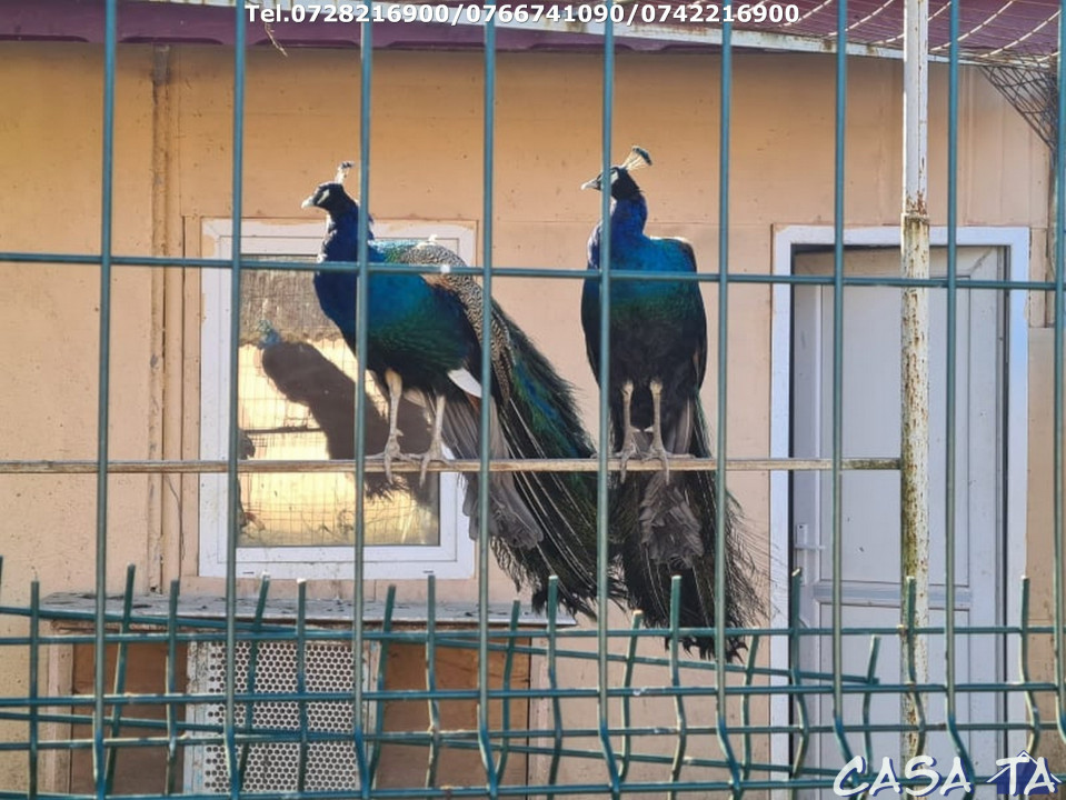  Casa D+P+1, situata în Curtisoara