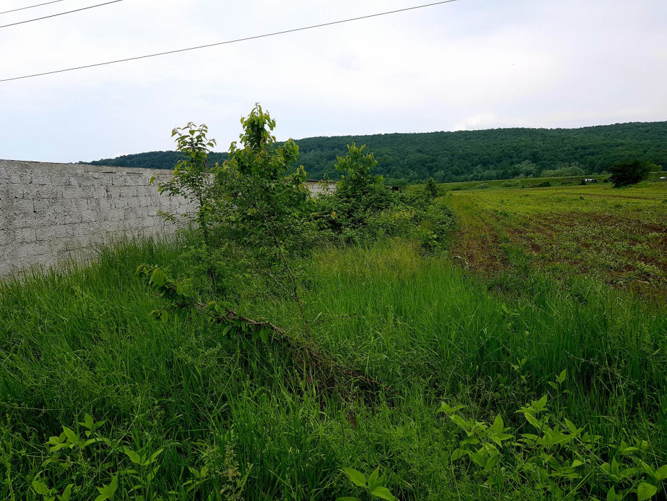Teren Intravilan  Agricol (18.000 mp),situat în Preajba Mare