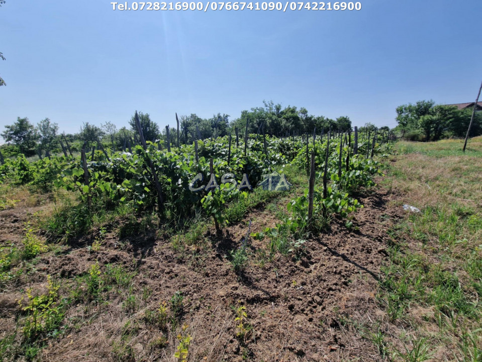 Casa 3 Camere + Teren si Anexe, Tîrculesti- Danesti